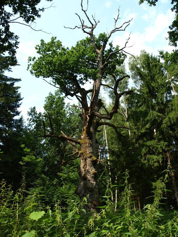Kwiatowa Zagroda Białowieża Exteriör bild
