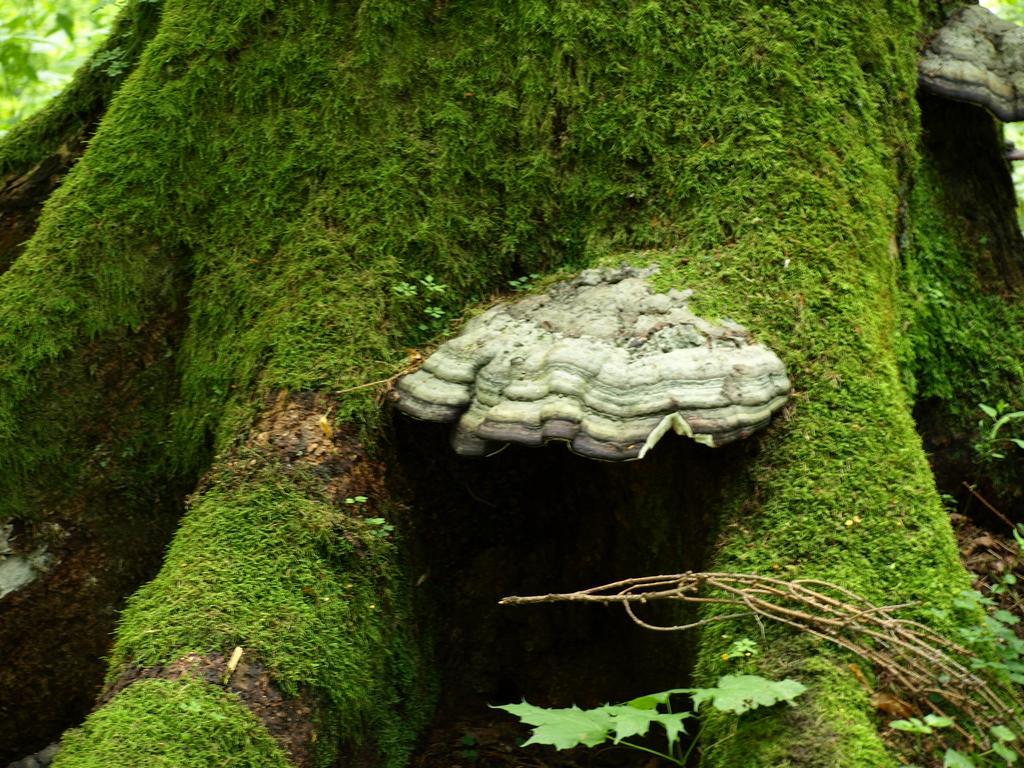 Kwiatowa Zagroda Białowieża Exteriör bild
