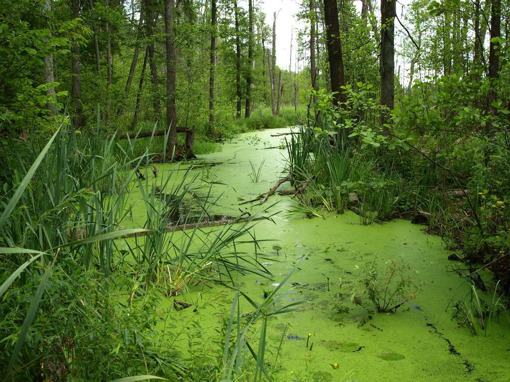 Kwiatowa Zagroda Białowieża Exteriör bild